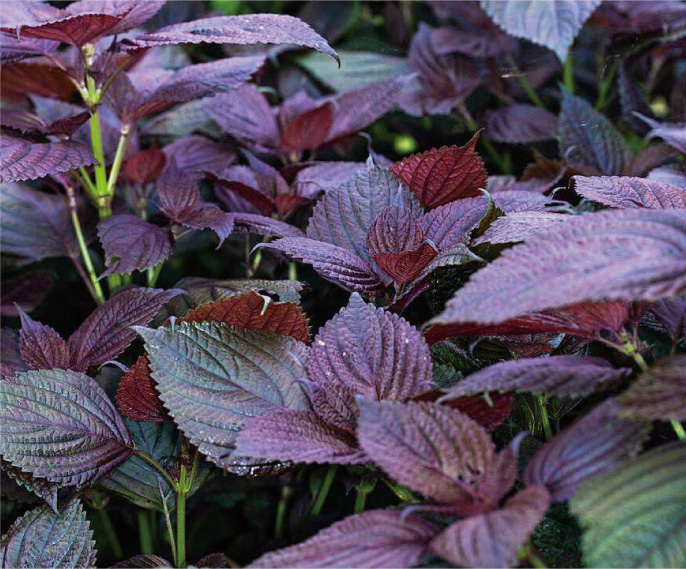 河北紫苏 黑龙江有机紫苏